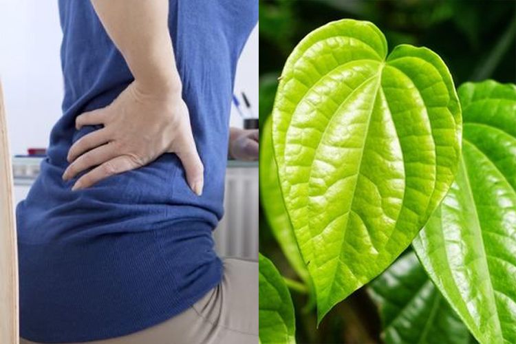obat alami sakit pinggang paling manjur 16