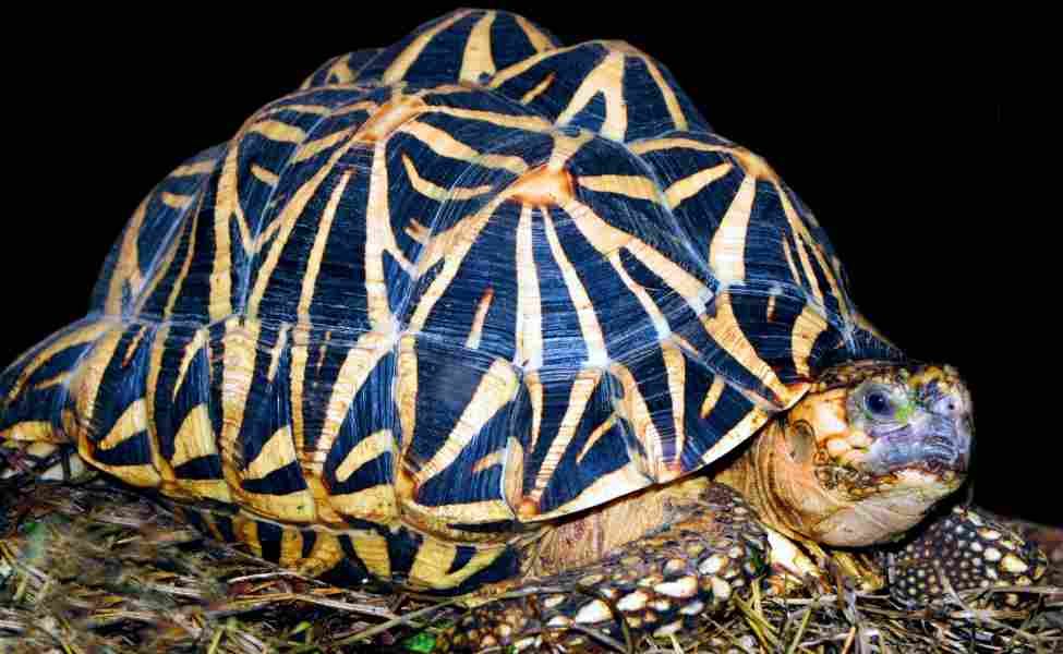 5 Jenis Kura-kura Peliharaan yang Sangat Populer di Indonesia - Semua ...