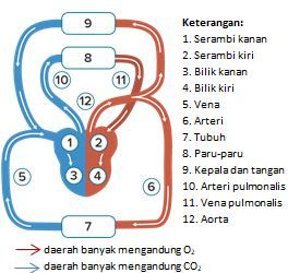 Urutan Peredaran Darah Besar, Lengkap dengan Gambar - Sonora.id