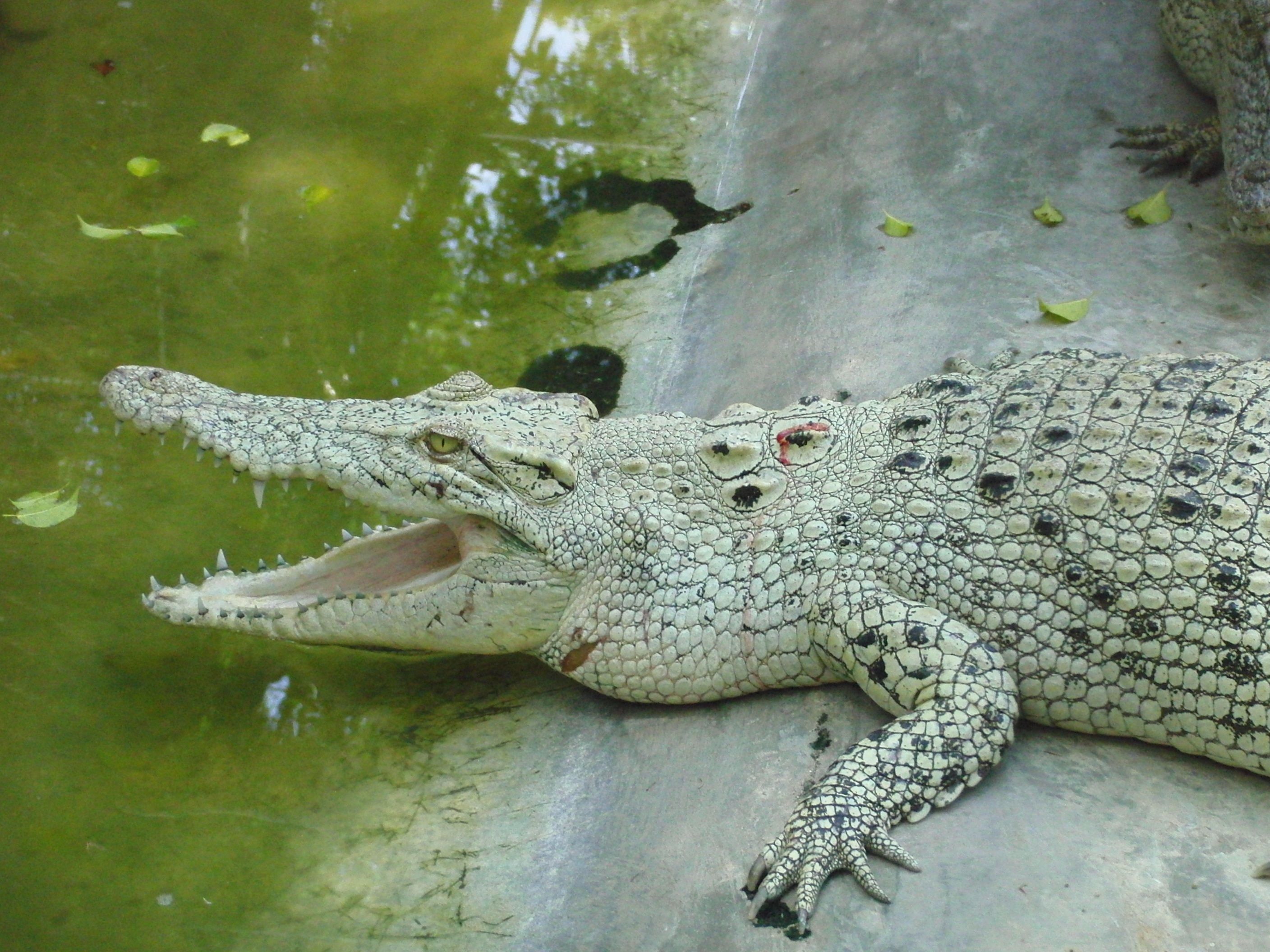 Differences Between Albino and Leucistic Crocodiles and Alligators -  Owlcation