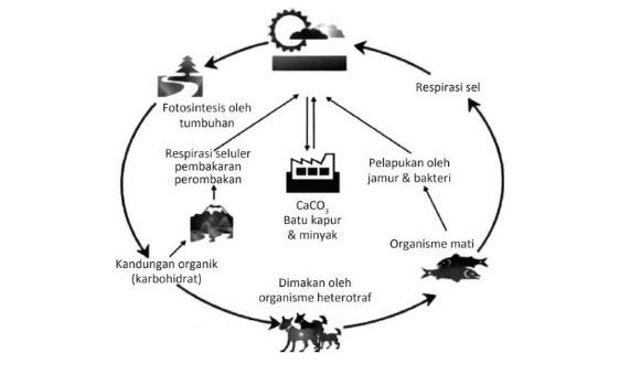 Daur Biogeokimia Jenis Fungsi Dan Contoh Semua Halaman Sonoraid