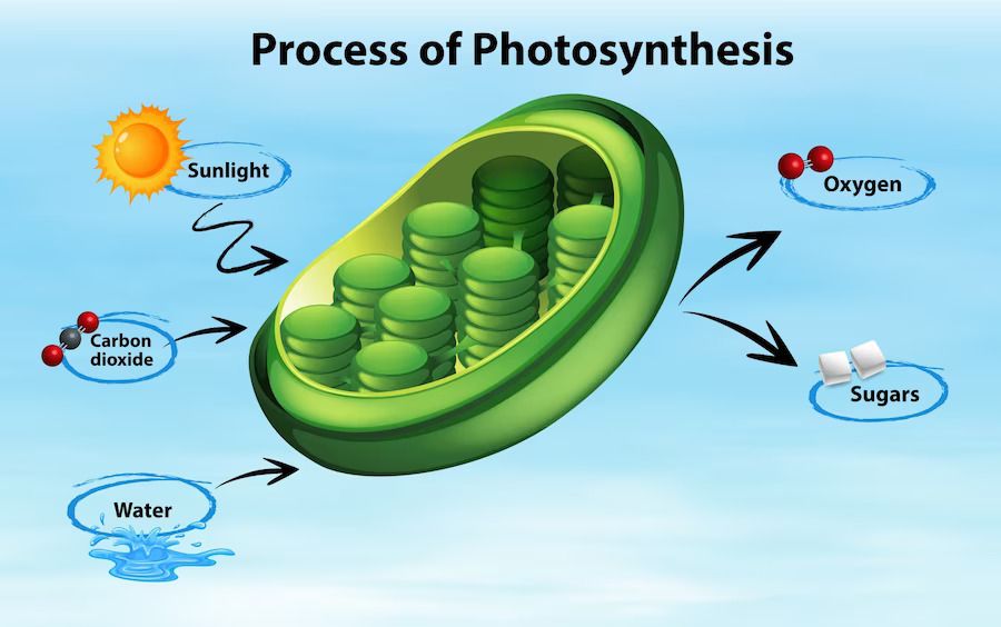 Apa Glukosa Fotosintesis Apa Glukosa Fotosintesis