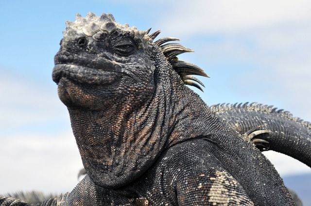 13 Fakta Menarik Iguana Laut , Spesies Kadal Laut Endemik dari Kepulauan  Galapagos #AkuBacaAkuTahu - Semua Halaman - Kids