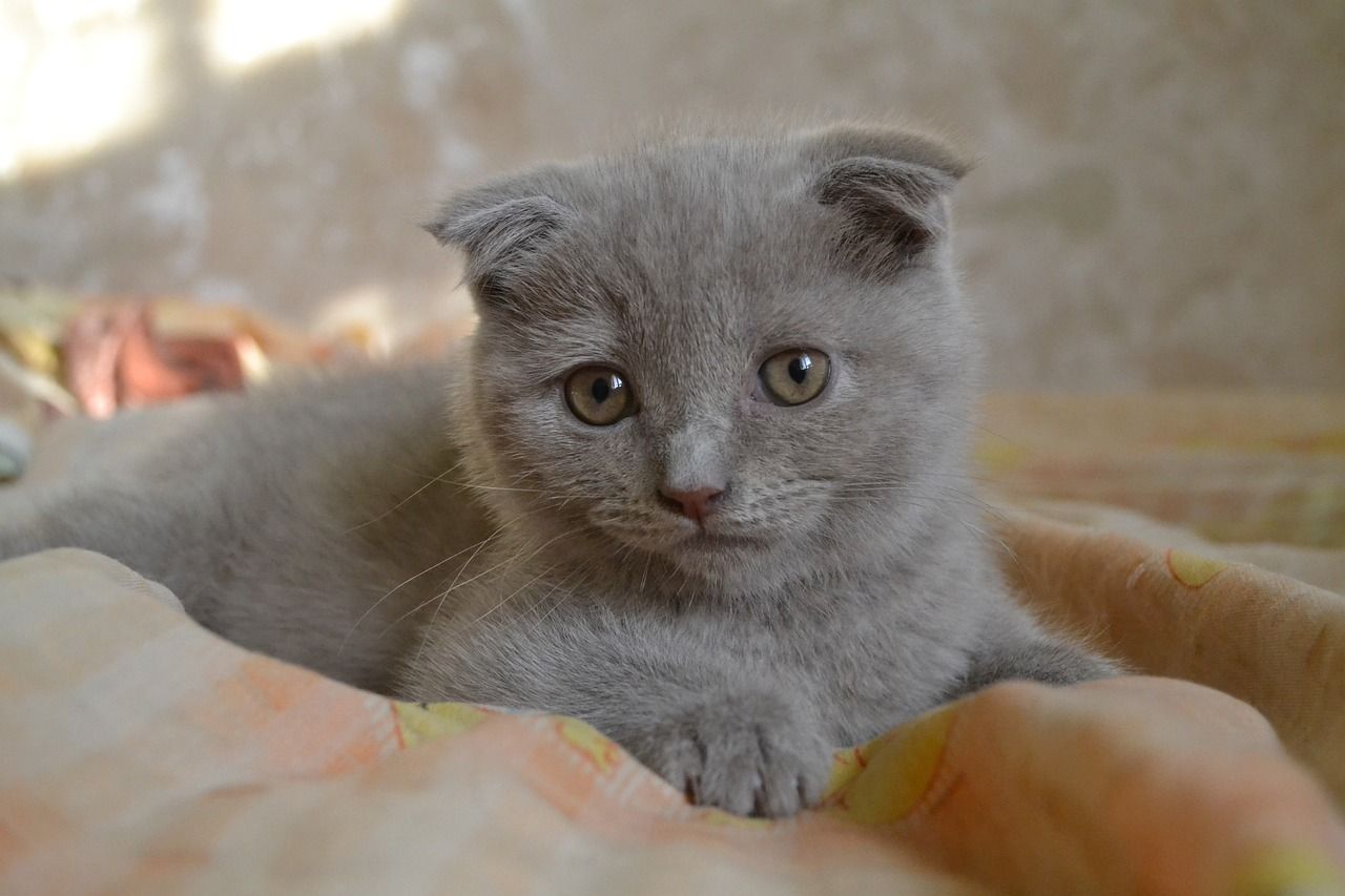 10 Ras Kucing Abu-Abu Paling Menggemaskan, Lengkap dengan Gambar ...