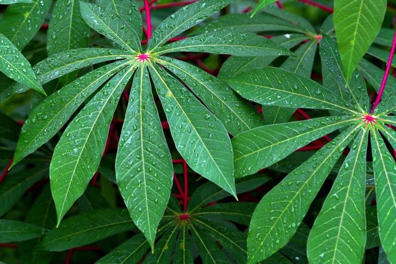 Berikut 10 Manfaat Mengonsumsi Daun Singkong untuk Kesehatan Tubuh - Semua  Halaman - Grid Health