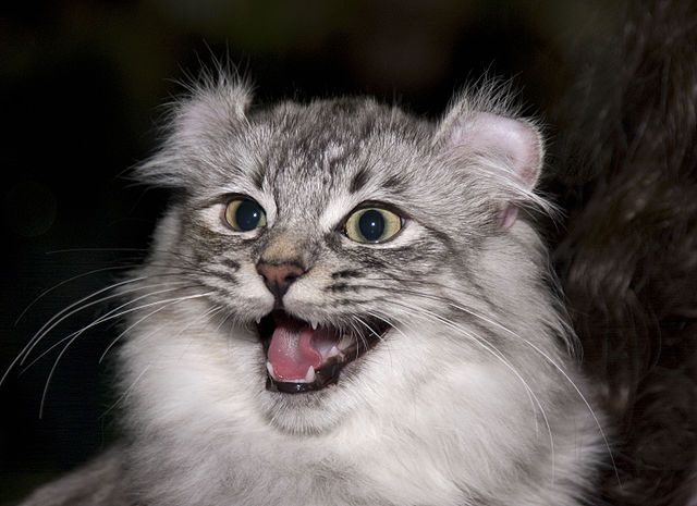 10 Fakta Menarik American Curl, Spesies Kucing Ramah Bertelinga Lucu - Semua Halaman - Kids