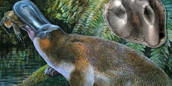 Platypus Si Hewan Aneh Blasteran Mamalia Unggas Dan Reptil