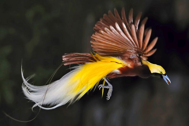 Pertanyaan Tentang Burung Cendrawasih Inilah Kunci Jawaban Buku Tematik Kelas 4 Sd Tema 3 Subtema 2 Halaman 47 53 Semua Halaman Fotokita