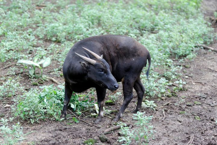 Jumlah Populasi Satwa Endemik Anoa Dan Babirusa Mengkhawatirkan