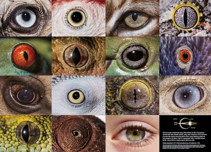 Yuk Kenali 2 Kelompok Hewan Menurut Struktur Tubuhnya Vertebrata Dan Invertebrata Inilah Ciri Ciri Dan Perbedaannya Semua Halaman Fotokita