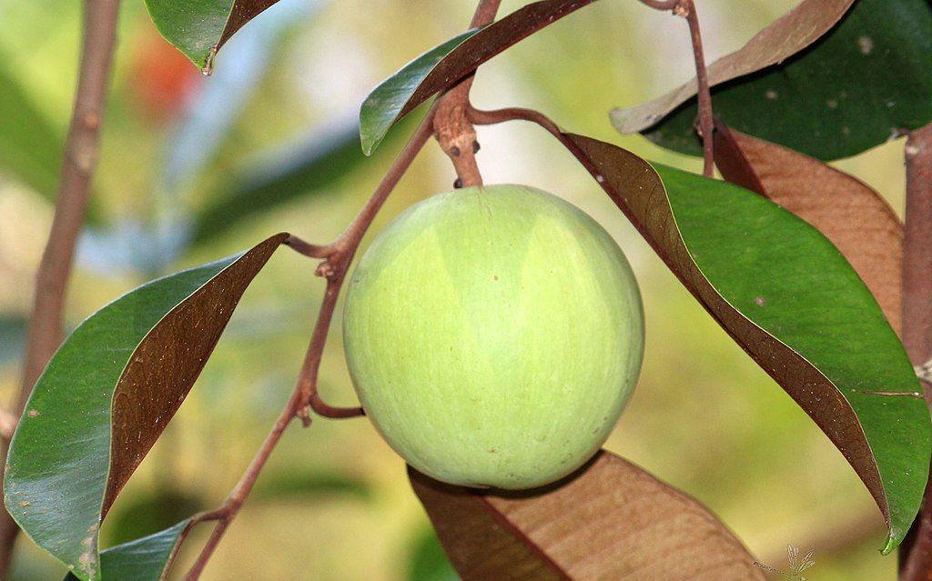 Gambar Buah Sawo Durian