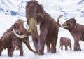 Permintaan Gading Meningkat, 'Demam Mammoth' Menyerang Siberia
