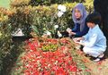 Ditemani Noah dan Keluarga Besar, Begini Suasana saat BCL Kembali Berziarah ke Makam Ashraf Sinclair