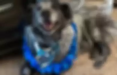 Tunggu Giliran Suntik Mati Setelah Ditabrak Mobil Hingga Tertembak Peluru, Anjing Malang Ini Alami Perubahan Drastis Setelah Diselamatkan, 'Dia Selalu Tersenyum'