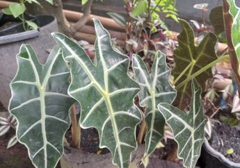 Ada Banyak Semut di Tanaman Hias? Segera Lakukan Cara Ini untuk Membasminya Hanya dengan Jeruk Hingga Kayu Manis