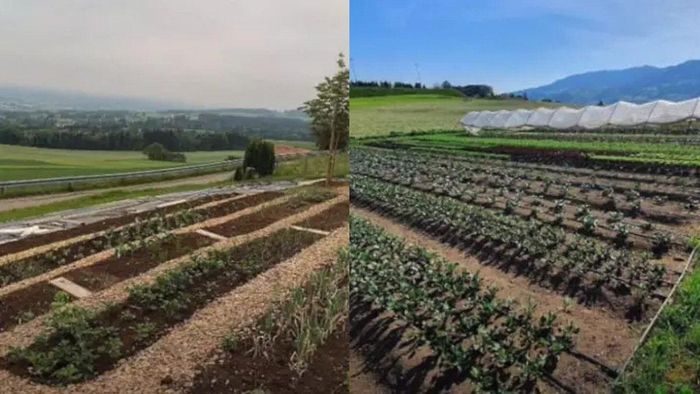 Potret lahan yang dimiliki Eryzal yang sukses jadi petani