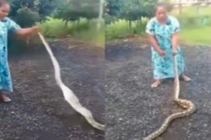 Viral, aksi emak-emak damprat dan hajar ular piton