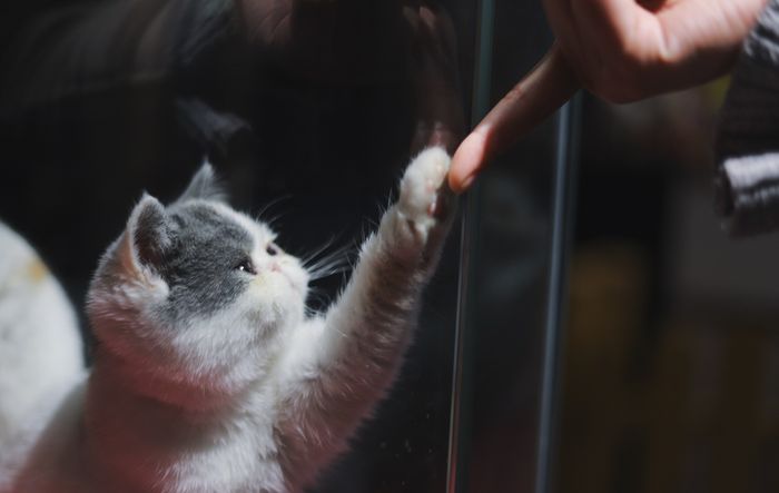 Mengapa Kucing Suka Menjilati dan Menggigiti Tangan Kita 