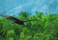 Ratusan Burung Bangkai di Afrika Barat Mati secara Tiba-tiba, Penyebabnya Masih Misterius