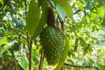 Rutin Konsumsi Air Rebusan 4 Daun Ini Setiap Hari Bisa Turunkan Kolesterol, Apa Saja?