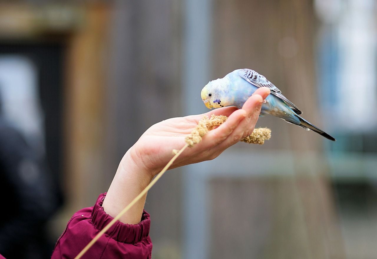 Ingin Punya Peliharaan Tapi Enggak Punya Cukup Tempat 4 Hewan Kecil Ini Cocok Jadi Pilihan Semua Halaman Kids