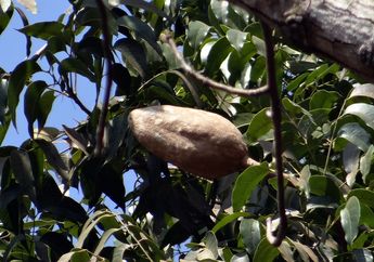 Coba Ambil Buah Mahoni yang Tergeletak di Pinggir Jalan dan Ambil Bijinya, Penyakit Jantung Hingga Kanker Akan Hilang Sendirinya