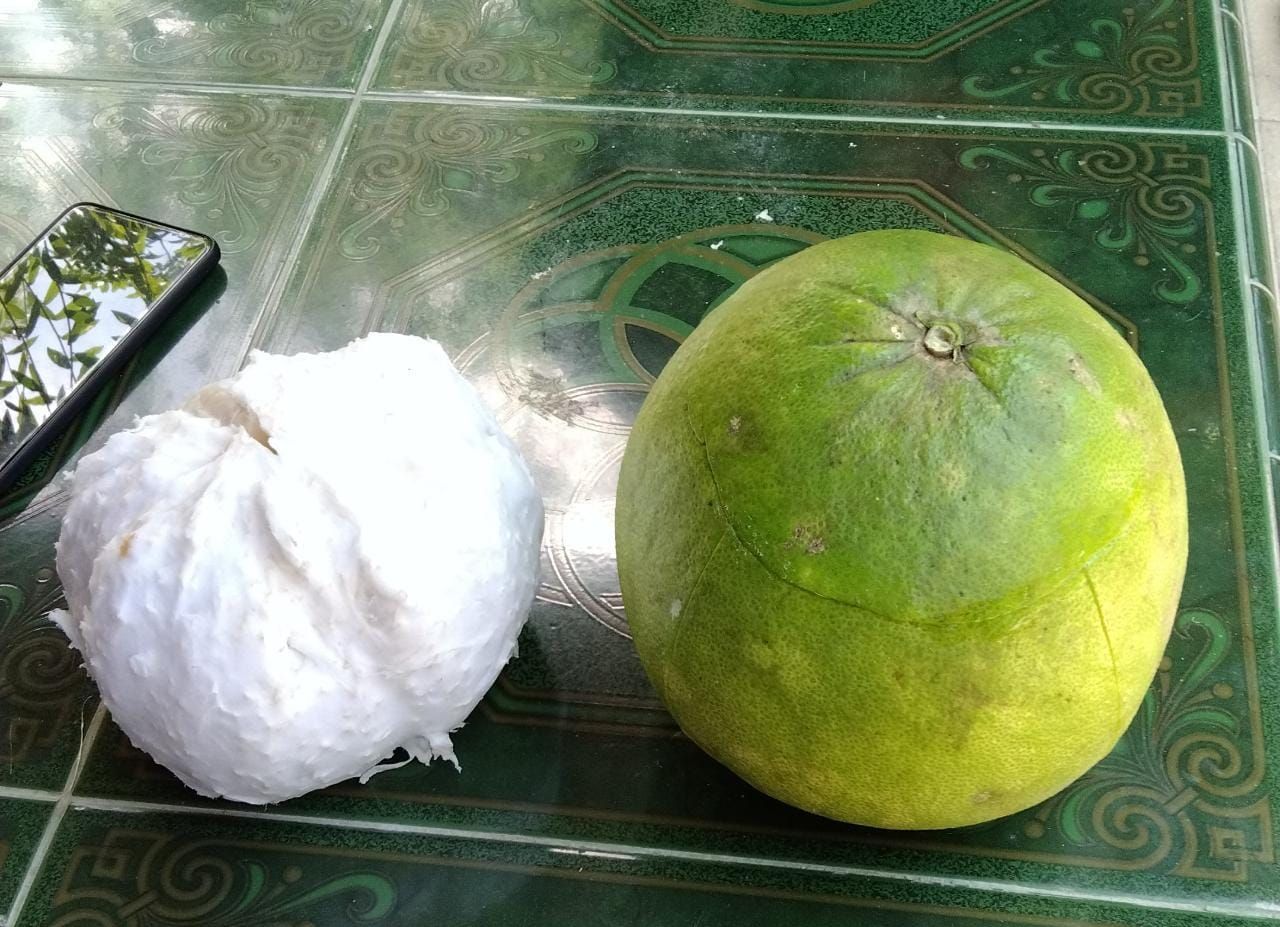 Khasiat Jeruk Bali Akan Lebih Terasa Jika Dikonsumsi dengan Cara Khasiat Jeruk Bali Akan Lebih Terasa Jika Dikonsumsi dengan Cara