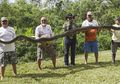 Berbobot 75 Kg dengan Panjang Capai 5 Meter, Piton Ini Disingkirkan Beserta 50 Telur di Sarangnya