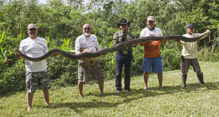 Piton Ini Disingkirkan Beserta 50 Telur di Sarangnya