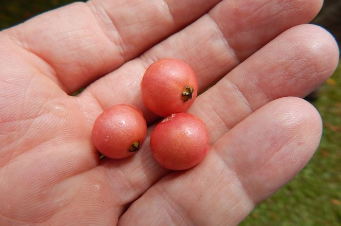 Buah kersen.