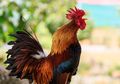 Kakek Berusia 83 Tahun Ini Kena Denda Rp 2,9 Juta Hanya karena Ayam Jagonya Berkokok Terlalu Pagi, Kakek: 'Saya Tidak Dapat Berkata-kata'