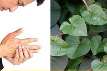 Kenali cara menggunakan daun binahong sebagai obat asam urat alami berikut ini.