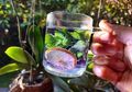 Teh Bunga Telang Campur Lemon dan Daun Mint Mendadak Viral di Twitter, Ternyata Sederet Manfaat Ini Akan Dirasakan Oleh Tubuh Jika Rutin Meminumnya, Cara Buatnya Juga Mudah Banget