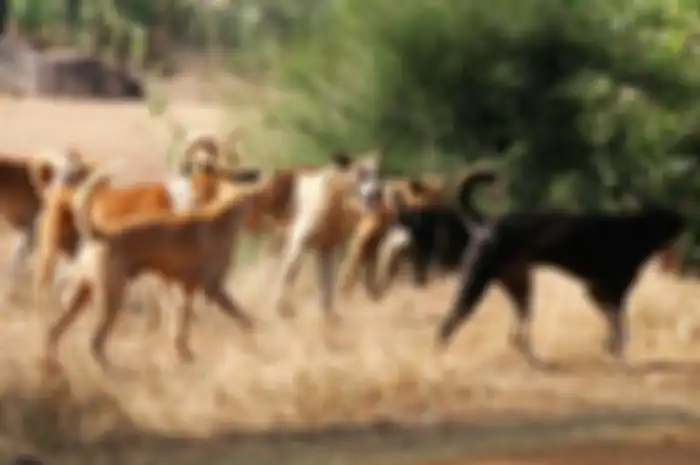 Tidak jelas apakah anjing-anjing itu membunuh pemiliknya atau memakan tubuhnya setelah dia meninggal karena kondisi medis.