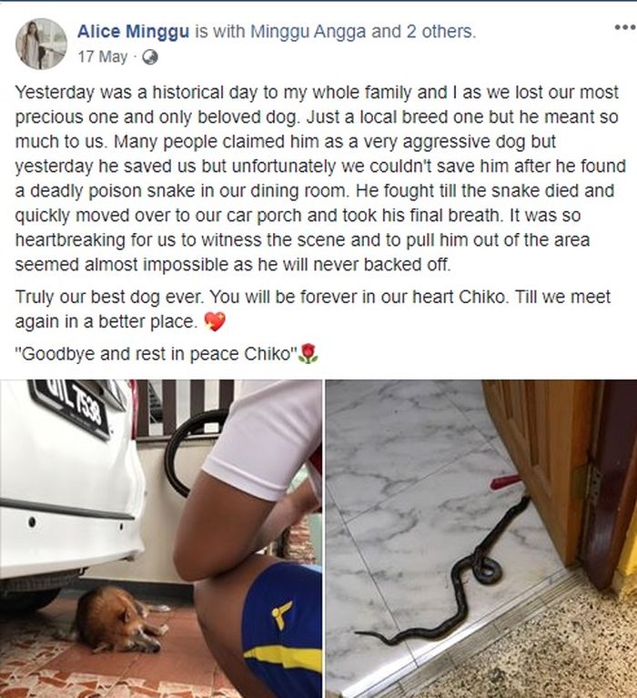 Kisah anjing bernama Chiko.