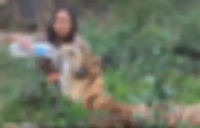 Diasuh Sejak Usia 3 Bulan, Begini Kedekatan Sholeh dan Harimau Kesayangannya, Makan dan Tidur Bersama Setiap Hari