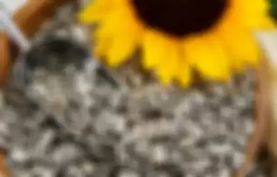 Biji bunga matahari 