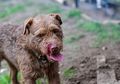 Anjing-Anjing Ini Disuruh 'Bekerja' Seharian Mengatasi Terror Hama di Peternakan Babi, Rupanya Hama yang Dihadapi Bukan Hama Sembarangan, 'Tidak Perlu Dilatih Karena Sudah Dari Instingnya'