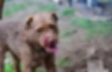 Anjing-Anjing Ini Disuruh 'Bekerja' Seharian Mengatasi Terror Hama di Peternakan Babi, Rupanya Hama yang Dihadapi Bukan Hama Sembarangan, 'Tidak Perlu Dilatih Karena Sudah Dari Instingnya'