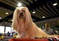 Pria Ini Memperkosa Anjing Hingga Mati dan Hanya Dihukum 60 Hari Penjara