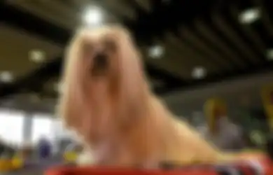 Pria Ini Memperkosa Anjing Hingga Mati dan Hanya Dihukum 60 Hari Penjara