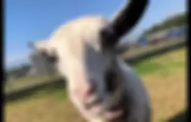 Video Domba Menari dengan Dokter Hewannya, Lucu dan Menggemaskan!