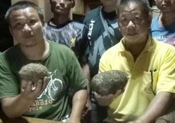 Pria Ini Temukan Benda Aneh Saat Sembelih Babi, Pas Dicari Tahu Harga Jualnya Mencapai Rp 56 Miliar