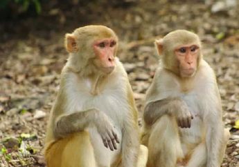 2.400 Monyet Telah Diinfeksi Virus Corona, WHO sebut Mereka Bisa Saja Menunjukkan Gejala Batuk, Sesak Napas, Demam, dan Kegagalan Organ