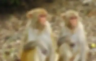 2.400 Monyet Telah Diinfeksi Virus Corona, WHO sebut Mereka Bisa Saja Menunjukkan Gejala Batuk, Sesak Napas, Demam, dan Kegagalan Organ