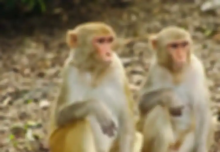 2.400 Monyet Telah Diinfeksi Virus Corona, WHO sebut Mereka Bisa Saja Menunjukkan Gejala Batuk, Sesak Napas, Demam, dan Kegagalan Organ