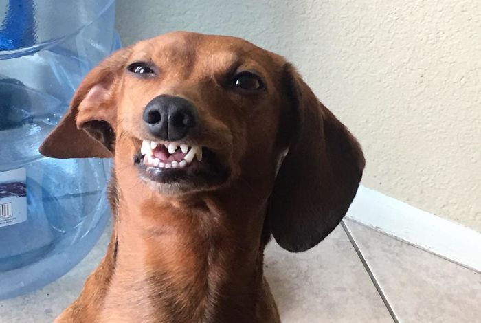 Beginilah Kalau Anjing Selfie Kelihatan Giginya Lucu Atau Malah