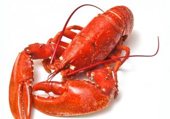Lobster di Restoran Ini Dicekoki Ganja Sebelum Berakhir dalam Panci Besar Berisi Air Mendidih