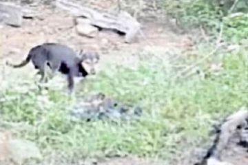 Anjing liar memakan jasad korban Covid-19 yang terdampar di India