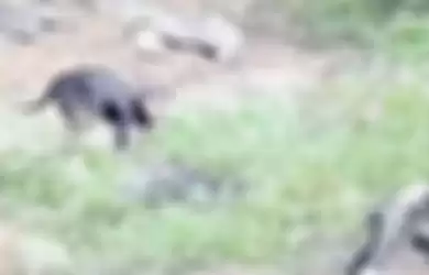Anjing liar diduga memakan jasad korban Covid-19 yang terdampar di sungai India